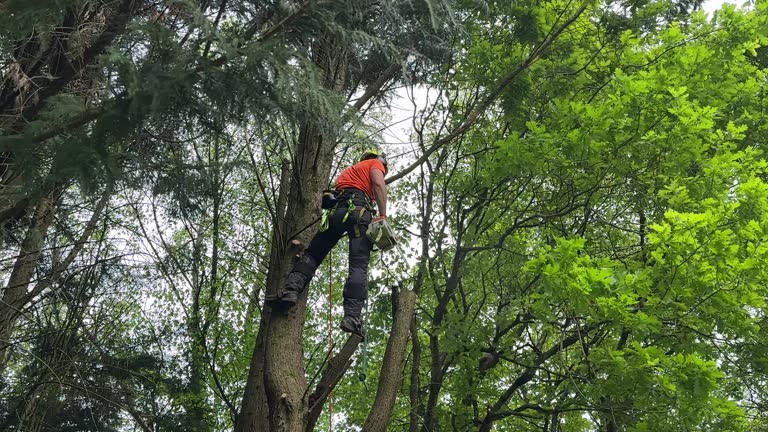 Professional Tree Removal and Landscaping Services in Maryland City, MD